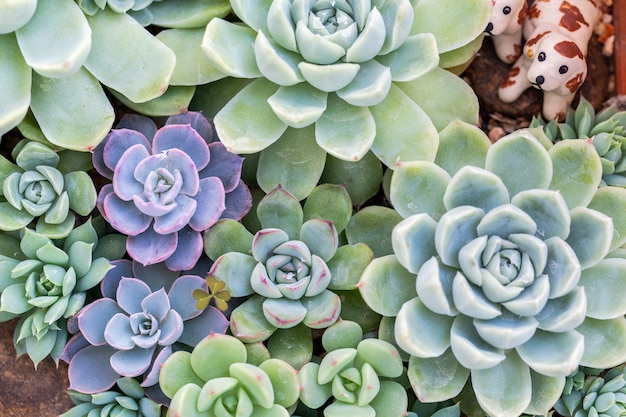 Succulents or cactus in desert botanical garden for decoration and agriculture design.