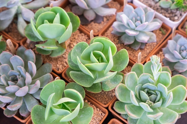 Succulents or cactus in desert botanical garden for decoration and agriculture design.