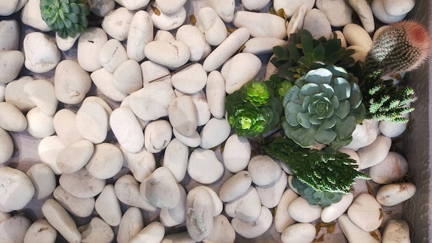 Succulents in combination with several types are arranged to be additional decorations in dry gardens