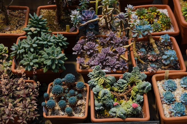 Succulents many unusual desert plants in the botanical garden in the greenhouse