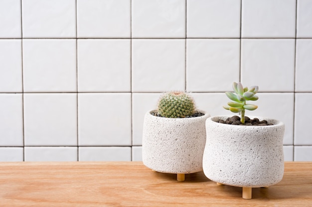 Succulents in Pot on wooden table with grid line wall background.