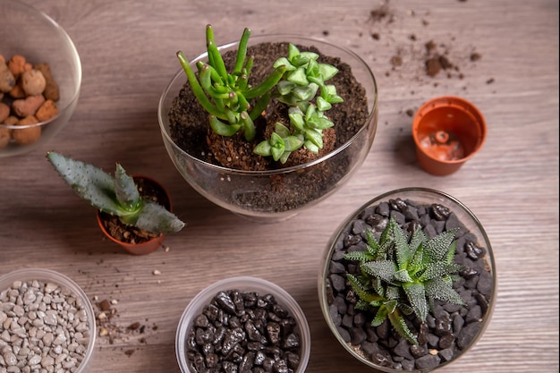 Succulents in pots and glass florariums top view on the table Hobbies home flowers