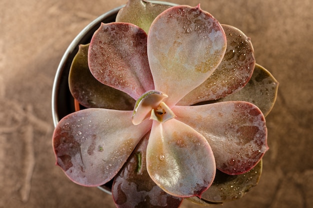 Succulents red echeveria close-up