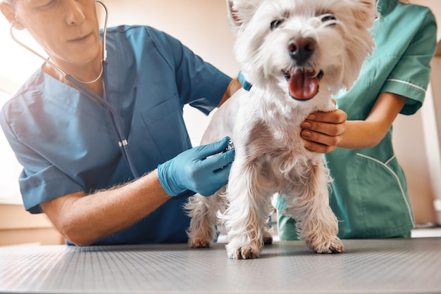 Such a cute patient a team of two professional veterinarians inspecting the health of a