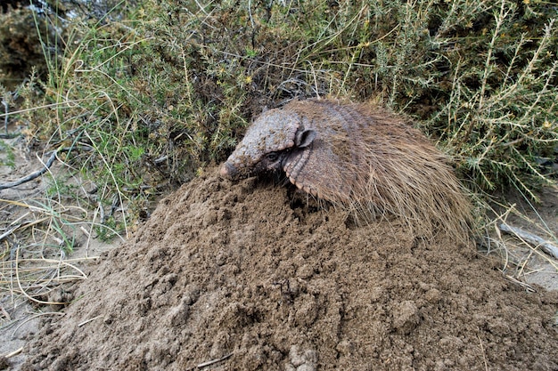 Sud America armadillo close up portrait