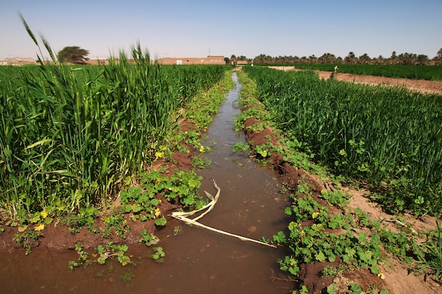 Sudan village on Nile river