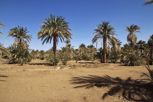 Sudan village on Nile river