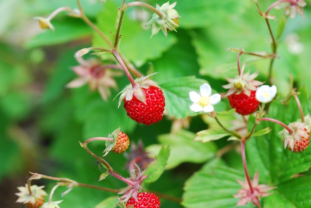 Suesse frische rote walderdbeere im sommer