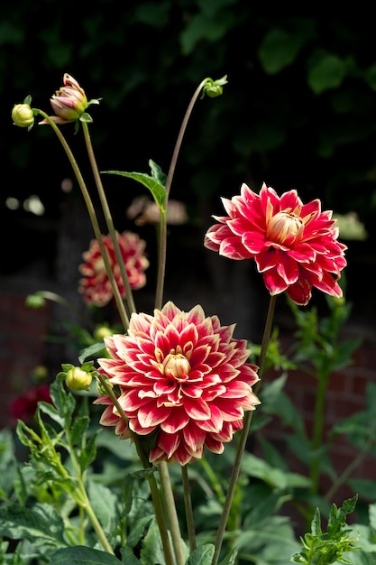 Suffolk Fantasy Dahlia flowering in summertime