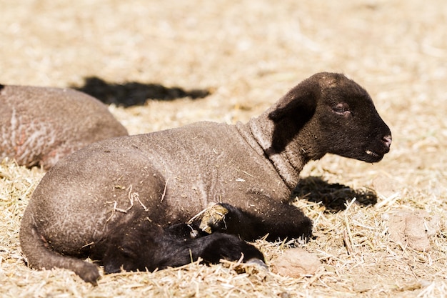 Suffolk lamb on a local farm.