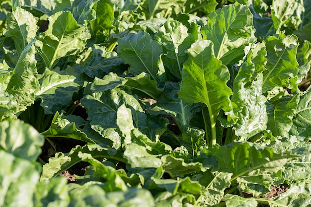 Sugar beet field. Green sugar beets in the ground.