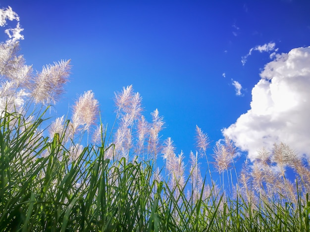 Sugar-cane on blue sky