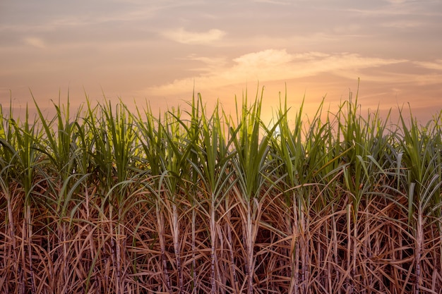 Sugar cane farm, green sugar plant at sunset