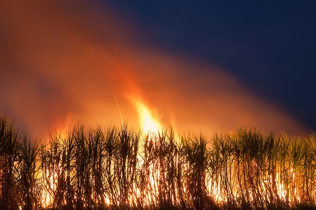 Sugar cane on fire at night