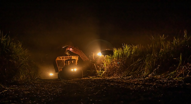 Sugar cane hasvest plantation night