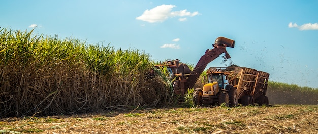 Sugar cane hasvest plantation