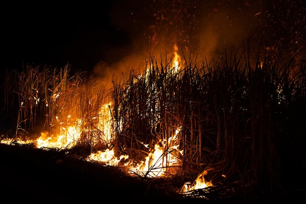 Sugar cane is burned to remove the outer leaves around the stalks before harvesting