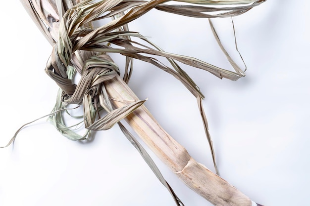 Sugar cane isolated on a white background closeup dry cane