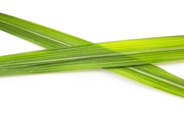 Sugar cane leaves on white background