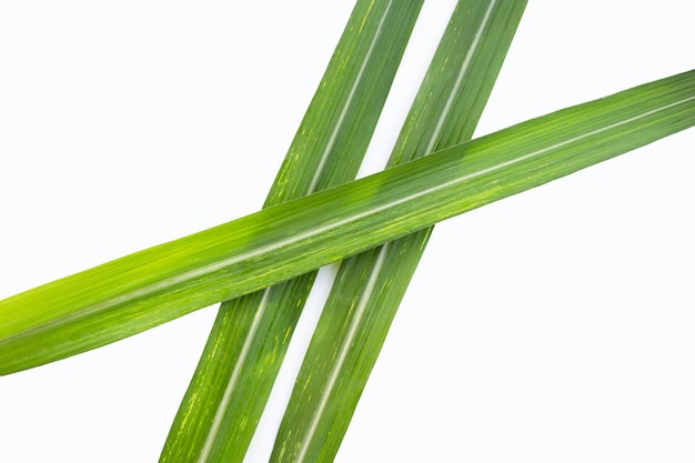 Sugar cane leaves on white background