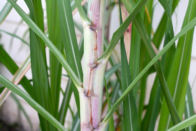 Sugar cane plant with green leaves