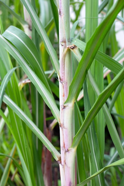 Sugar cane plant with green leaves