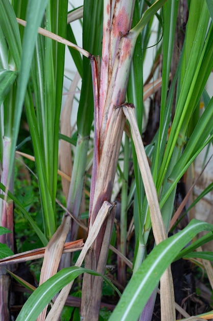 Sugar cane plant with green leaves