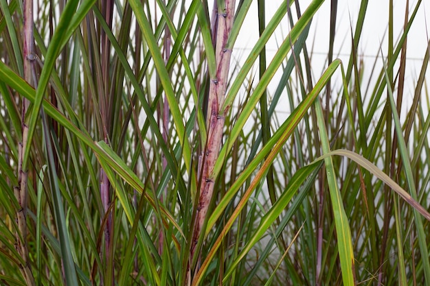 Sugar cane plant with green leaves