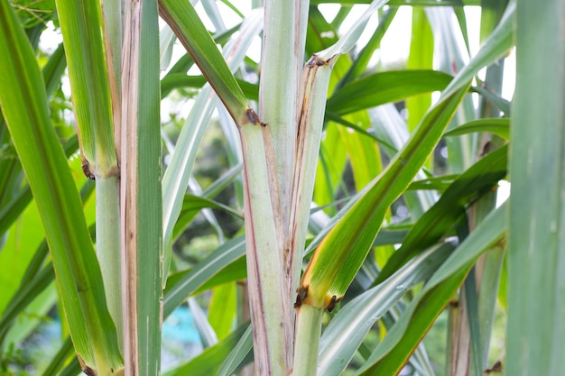 Sugar cane plant with green leaves