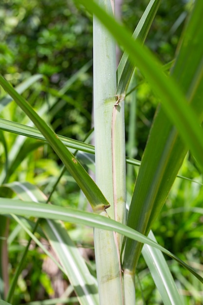 Sugar cane plant with green leaves