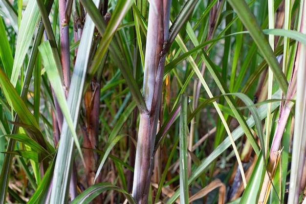 Sugar cane plant with green leaves