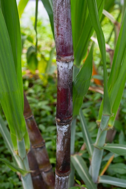 Sugar cane plant with green leaves