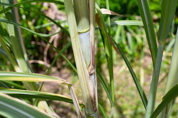 Sugar cane plant with green leaves