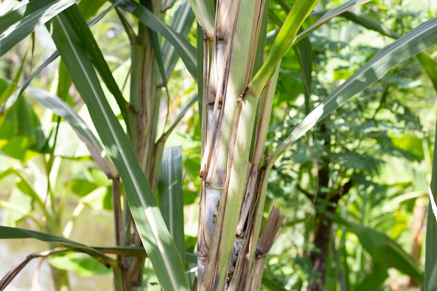 Sugar cane plant with green leaves