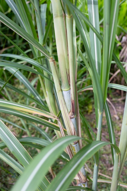 Sugar cane plant with green leaves