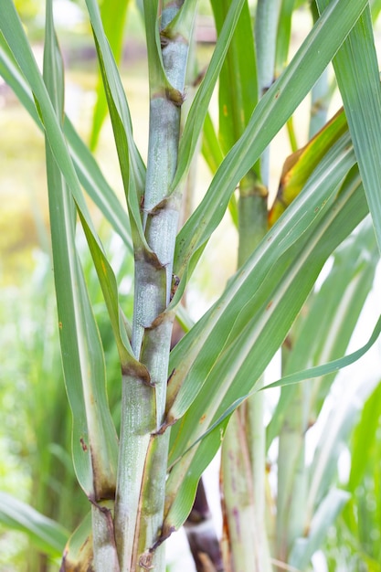 Sugar cane plant with green leaves