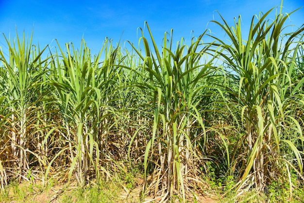 Sugar cane plantation crops in green, Tropical tree plant sugar cane leaves of the green fields nature agricultural farm, sugarcane plant in blue sky