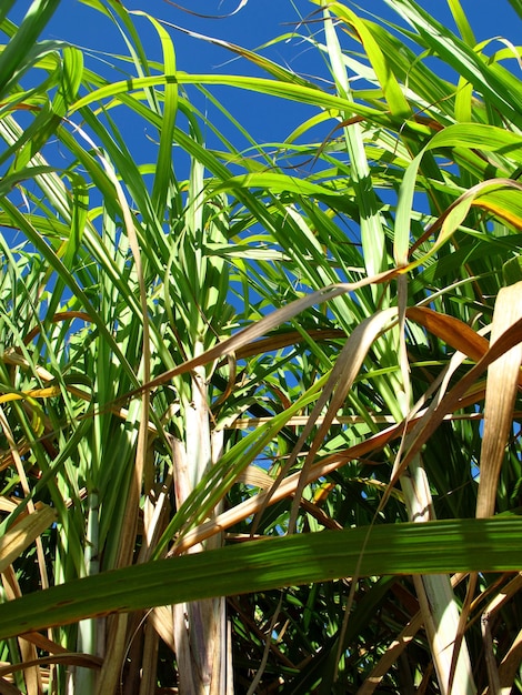 Sugar cane plantation in Cuba