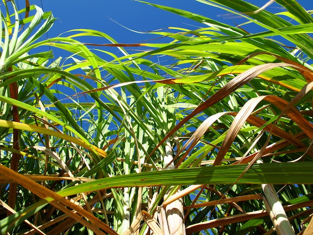 Sugar cane plantation in Cuba