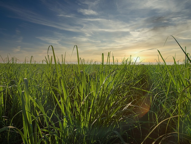 Sugar cane plantation farm sunset usine in background sunset