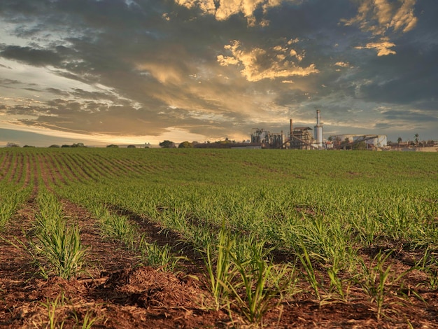 Sugar cane plantation farm sunset usine in background