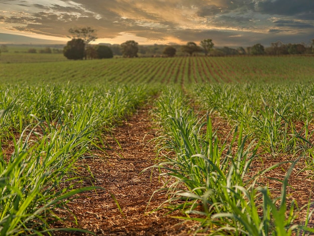 Sugar cane plantation farm sunset usine in background