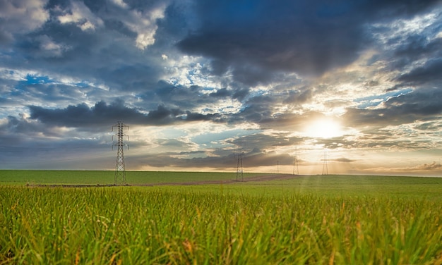 Sugar cane plantation sunset