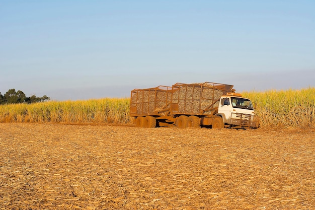 Sugar cane truck on the road