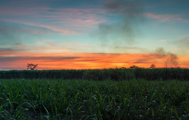 Sugar cane with landscape sunset sky photography nature background.