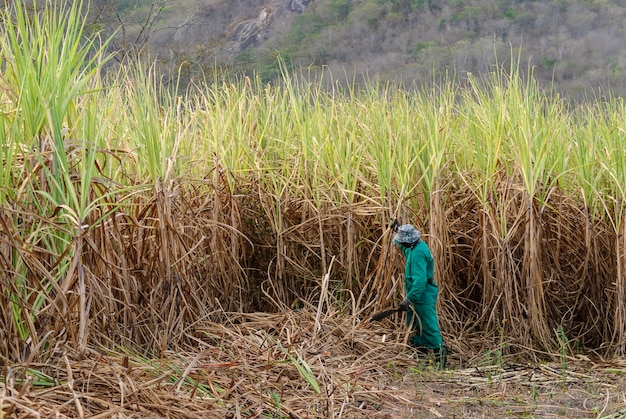 Sugar cane Workers harvesting organic sugar cane by hand in Paraiba Brazil