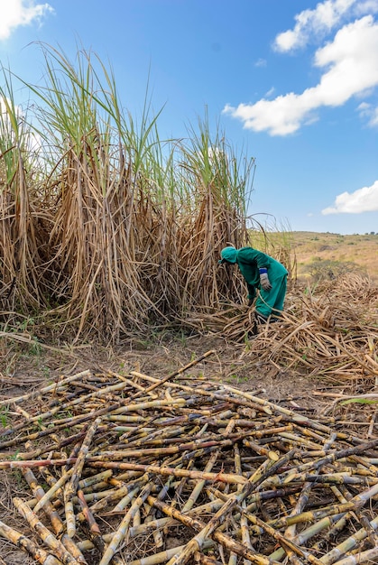 Sugar cane Workers harvesting organic sugar cane by hand in Paraiba Brazil