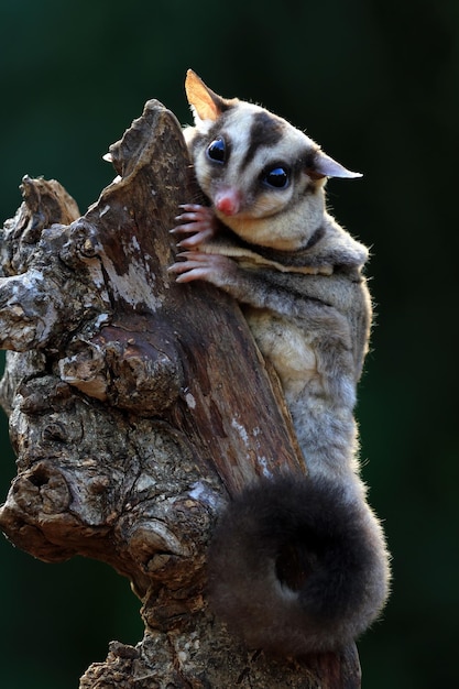 Sugar glider closeup on wood sugar glider closeup animal closeup