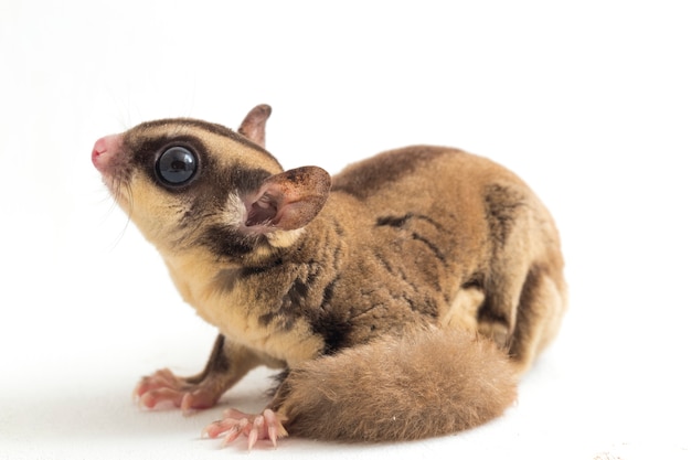 Sugar glider on white space