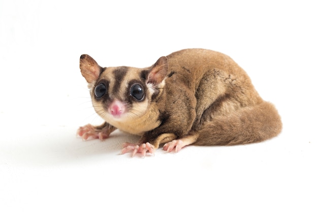 Sugar glider on white space